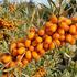 Hippophae rhamnoides 'Inja'.jpg