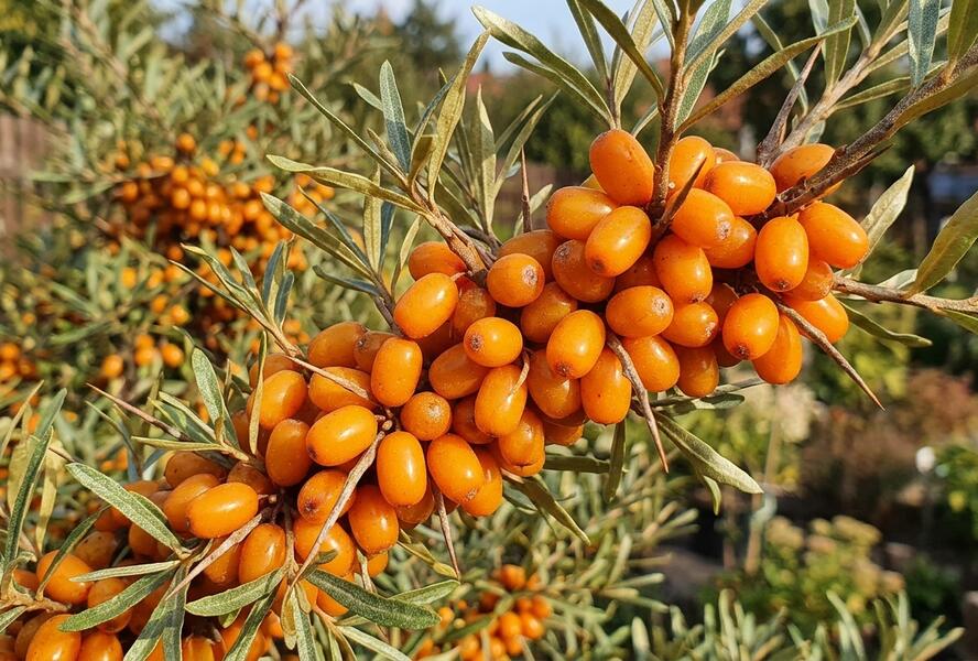 Rakytník řešetlákový samičí 'Inja' - Hippophae rhamnoides 'Inja'