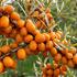 Hippophae rhamnoides 'Augustinka'.jpg