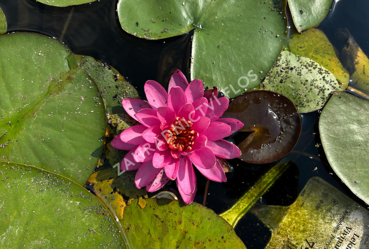 Leknín 'Perry's Viviparous Pink' - Nymphaea 'Perry's Viviparous Pink'