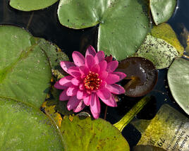 Leknín 'Perry's Viviparous Pink'