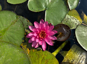 Leknín 'Perry's Viviparous Pink' - Nymphaea 'Perry's Viviparous Pink'