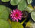 Leknín 'Perry's Viviparous Pink'