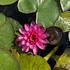 Nymphaea 'Perry's Viviparous Pink'_1.jpg