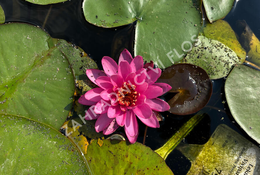 Leknín 'Perry's Viviparous Pink' - Nymphaea 'Perry's Viviparous Pink'
