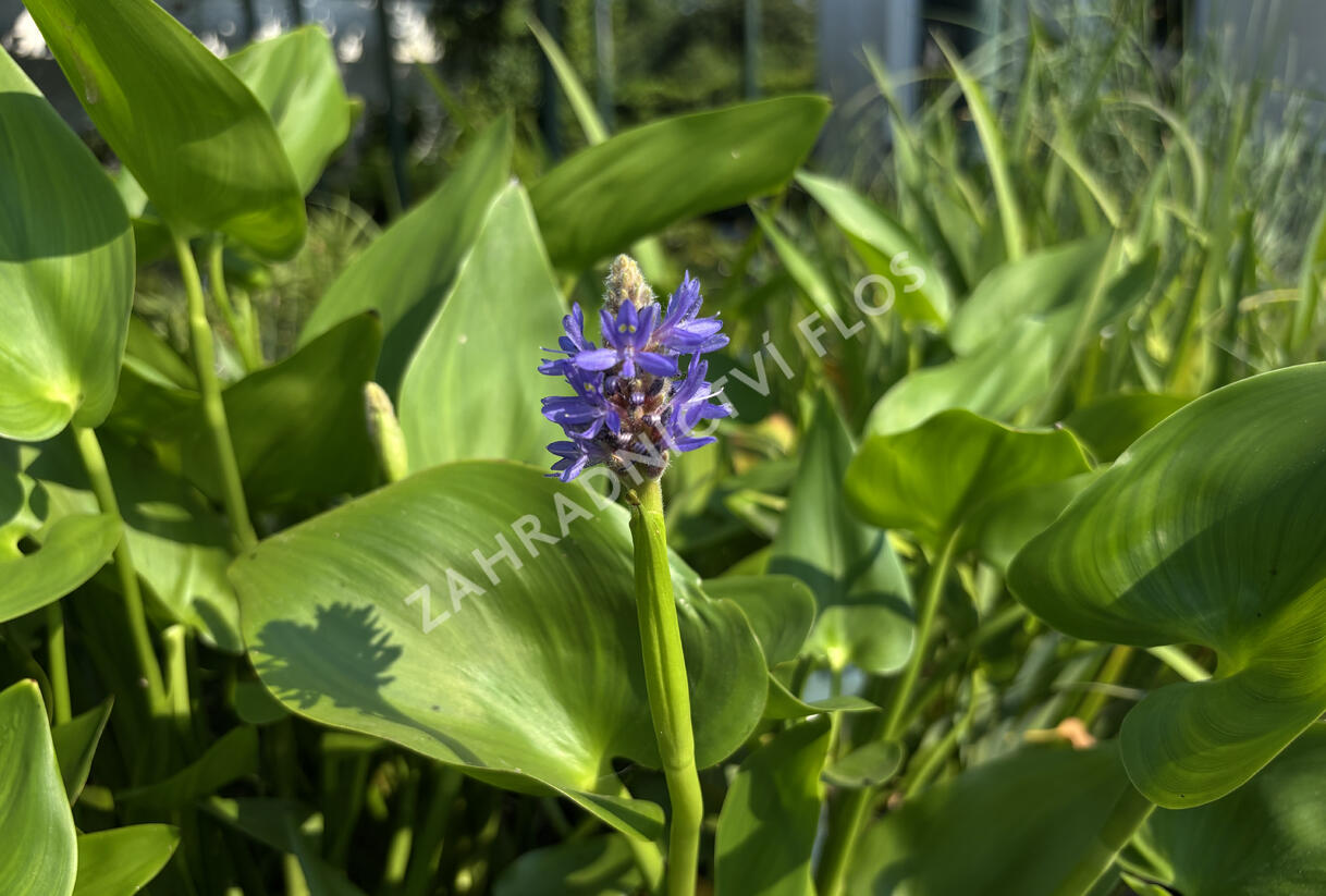 Modráska srdčitá - Pontederia cordata