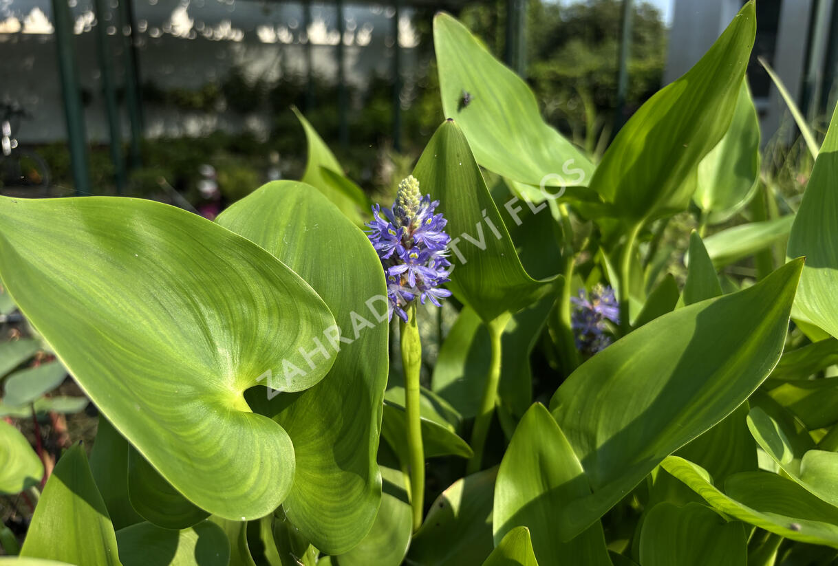 Modráska srdčitá - Pontederia cordata
