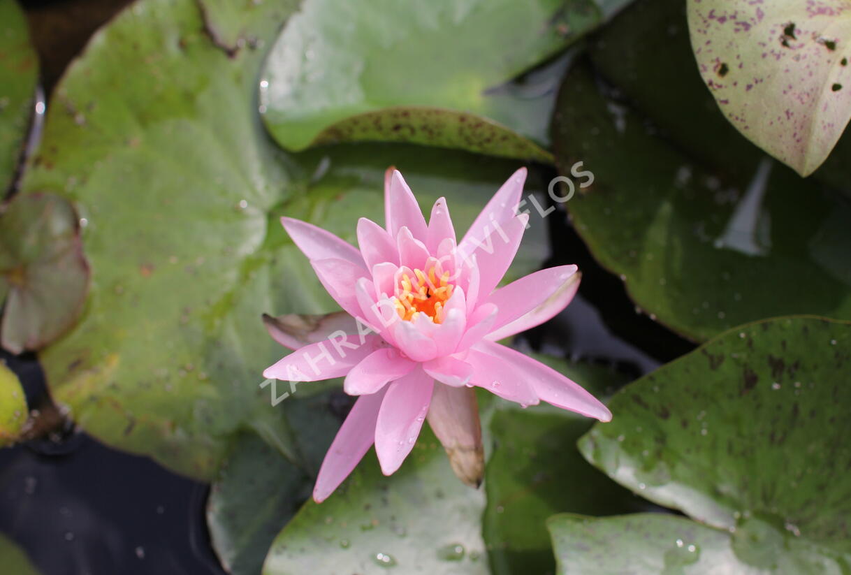 Leknín 'Pink Silk' ISG - Nymphaea 'Pink Silk' ISG
