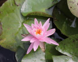 Leknín 'Pink Silk' ISG
