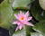 Leknín 'Pink Silk' ISG