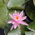 Nymphaea 'Pink Silk' ISG.JPG