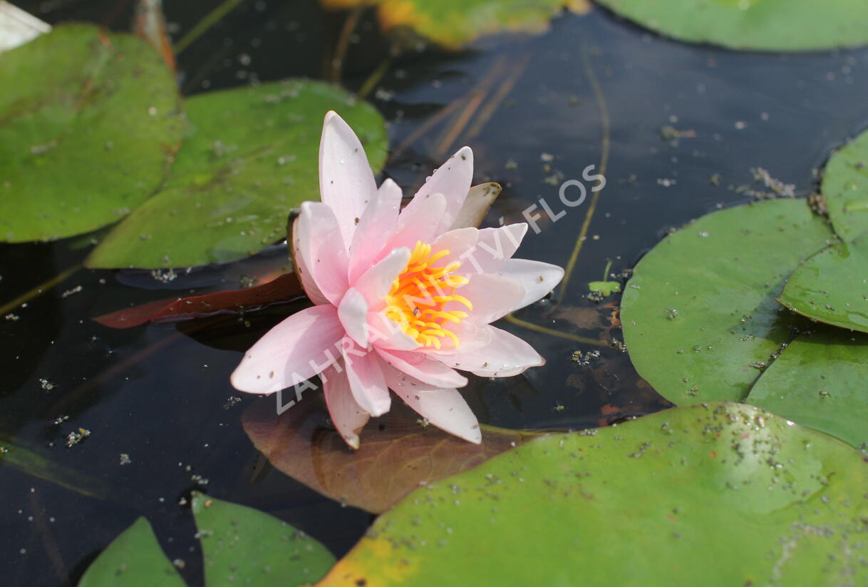 Leknín 'Rose Magnolia' - Nymphaea 'Rose Magnolia'