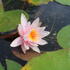 Nymphaea 'Rose Magnolia'.JPG