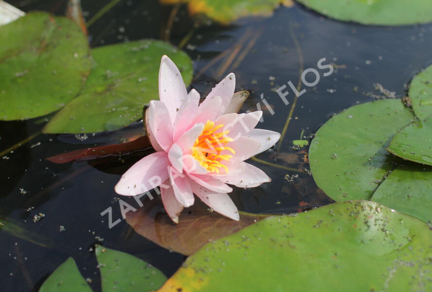 Leknín 'Rose Magnolia' - Nymphaea 'Rose Magnolia'