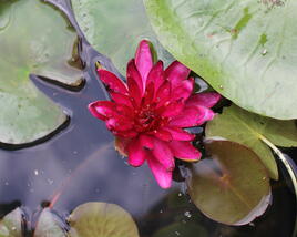 Leknín 'Perry's Red Glow'