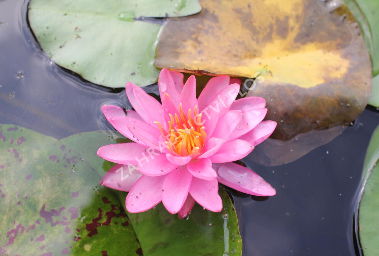 Leknín 'Yogi Gi' - Nymphaea 'Yogi Gi'