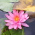 Nymphaea 'Yogi Gi'.JPG