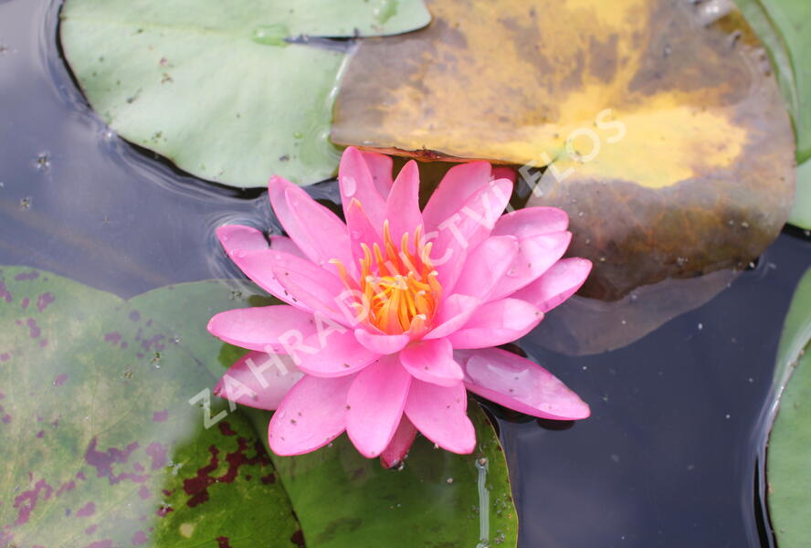 Leknín 'Yogi Gi' - Nymphaea 'Yogi Gi'