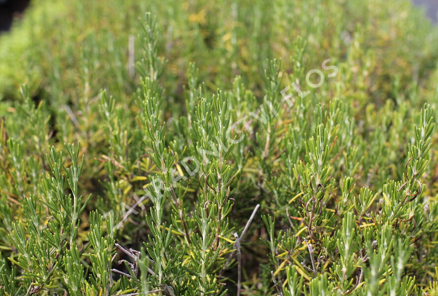 Rozmarýn lékařský 'Corsican Blue' - Rosmarinus officinalis 'Corsican Blue'