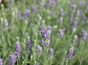 Levandule úzkolistá 'Vienco Compact Blue' - Lavandula angustifolia 'Vienco Compact Blue'