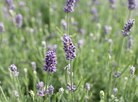 Levandule úzkolistá 'Vienco Compact Blue' - Lavandula angustifolia 'Vienco Compact Blue'