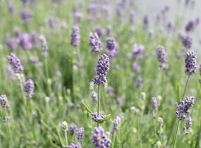 Levandule úzkolistá 'Vienco Compact Blue' - Lavandula angustifolia 'Vienco Compact Blue'