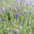 Lavandula angustifolia 'Vienco Compact Blue'_2.JPG