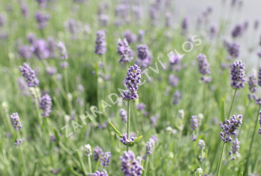 Levandule úzkolistá 'Vienco Compact Blue' - Lavandula angustifolia 'Vienco Compact Blue'