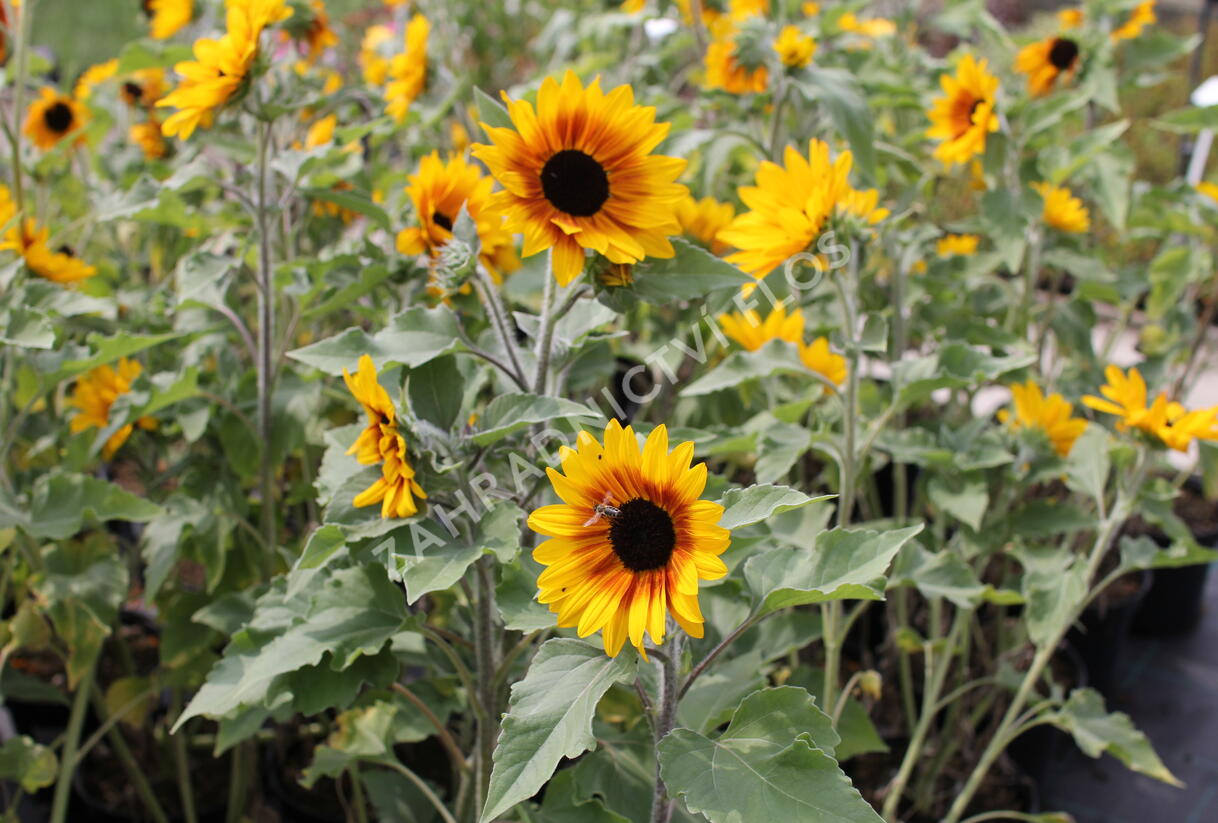 Slunečnice roční 'Sunfinity Bicolor Yellow - Red' - Helianthus annuus 'Sunfinity Bicolor Yellow - Red'