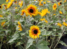 Slunečnice roční 'Sunfinity Bicolor Yellow - Red' - Helianthus annuus 'Sunfinity Bicolor Yellow - Red'