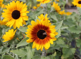 Slunečnice roční 'Sunfinity Bicolor Yellow - Red' - Helianthus annuus 'Sunfinity Bicolor Yellow - Red'