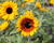 Slunečnice roční 'Sunfinity Bicolor Yellow - Red'