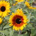 Helianthus annuus 'Sunfinity Bicolor Yellow - Red'.JPG