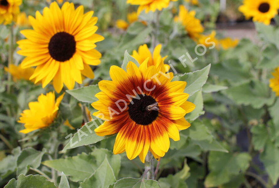 Slunečnice roční 'Sunfinity Bicolor Yellow - Red' - Helianthus annuus 'Sunfinity Bicolor Yellow - Red'