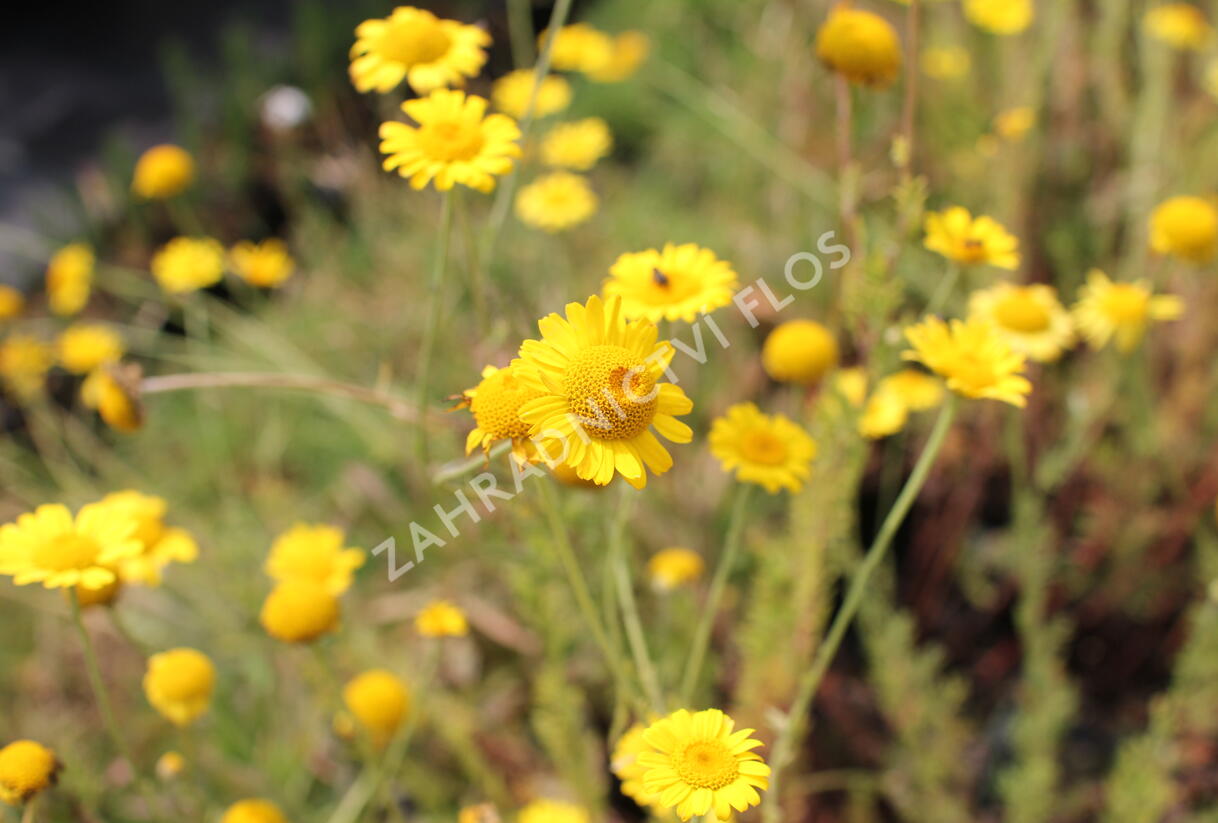 Rmen barvířský 'Kelwayi' - Anthemis tinctoria 'Kelwayi'