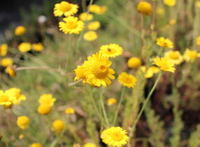 Rmen barvířský 'Kelwayi' - Anthemis tinctoria 'Kelwayi'