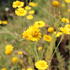 Anthemis tinctoria 'Kelwayi'.JPG