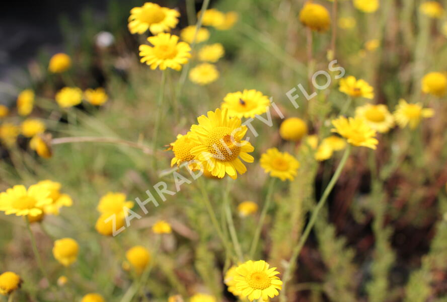 Rmen barvířský 'Kelwayi' - Anthemis tinctoria 'Kelwayi'