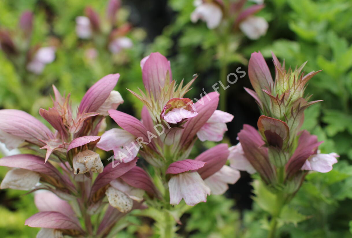 Paznehtník uherský 'White Lips' - Acanthus hungaricus 'White Lips'