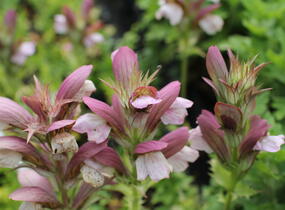Paznehtník uherský 'White Lips' - Acanthus hungaricus 'White Lips'