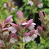 Acanthus hungaricus 'White Lips'.JPG