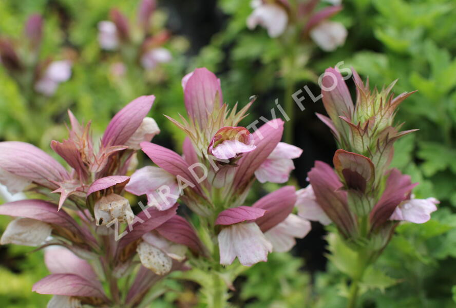 Paznehtník uherský 'White Lips' - Acanthus hungaricus 'White Lips'