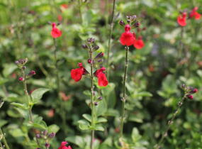 Šalvěj Greggova 'Salvito Scarlet' - Salvia greggii 'Salvito Scarlet'