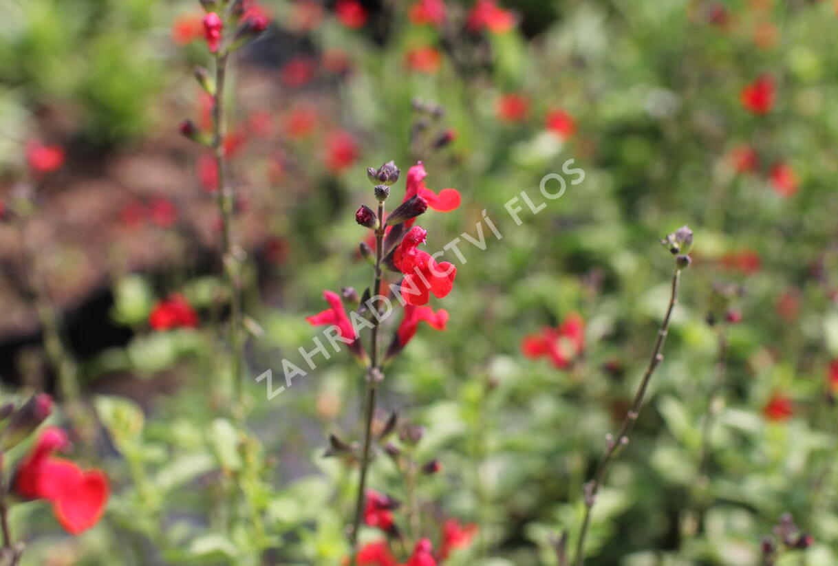 Šalvěj Greggova 'Salvito Scarlet' - Salvia greggii 'Salvito Scarlet'