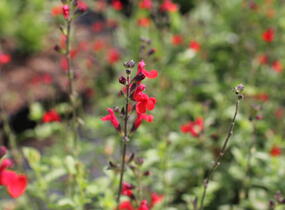 Šalvěj Greggova 'Salvito Scarlet' - Salvia greggii 'Salvito Scarlet'