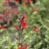 Salvia greggii 'Salvito Scarlet'_1.JPG