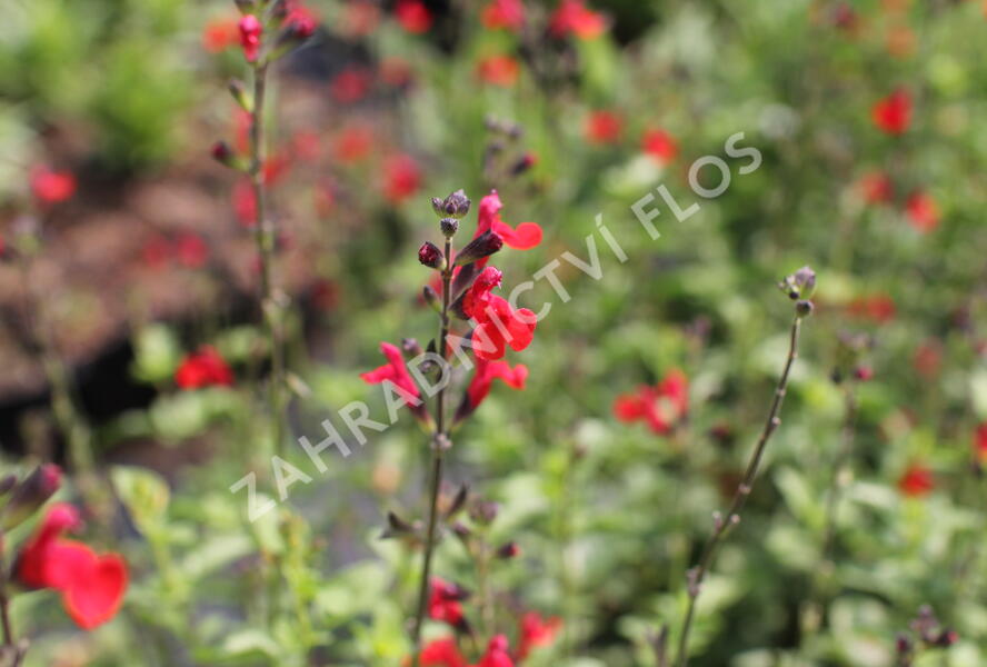 Šalvěj Greggova 'Salvito Scarlet' - Salvia greggii 'Salvito Scarlet'