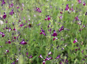 Šalvěj Greggova 'Amethyst Lips' - Salvia greggii 'Amethyst Lips'