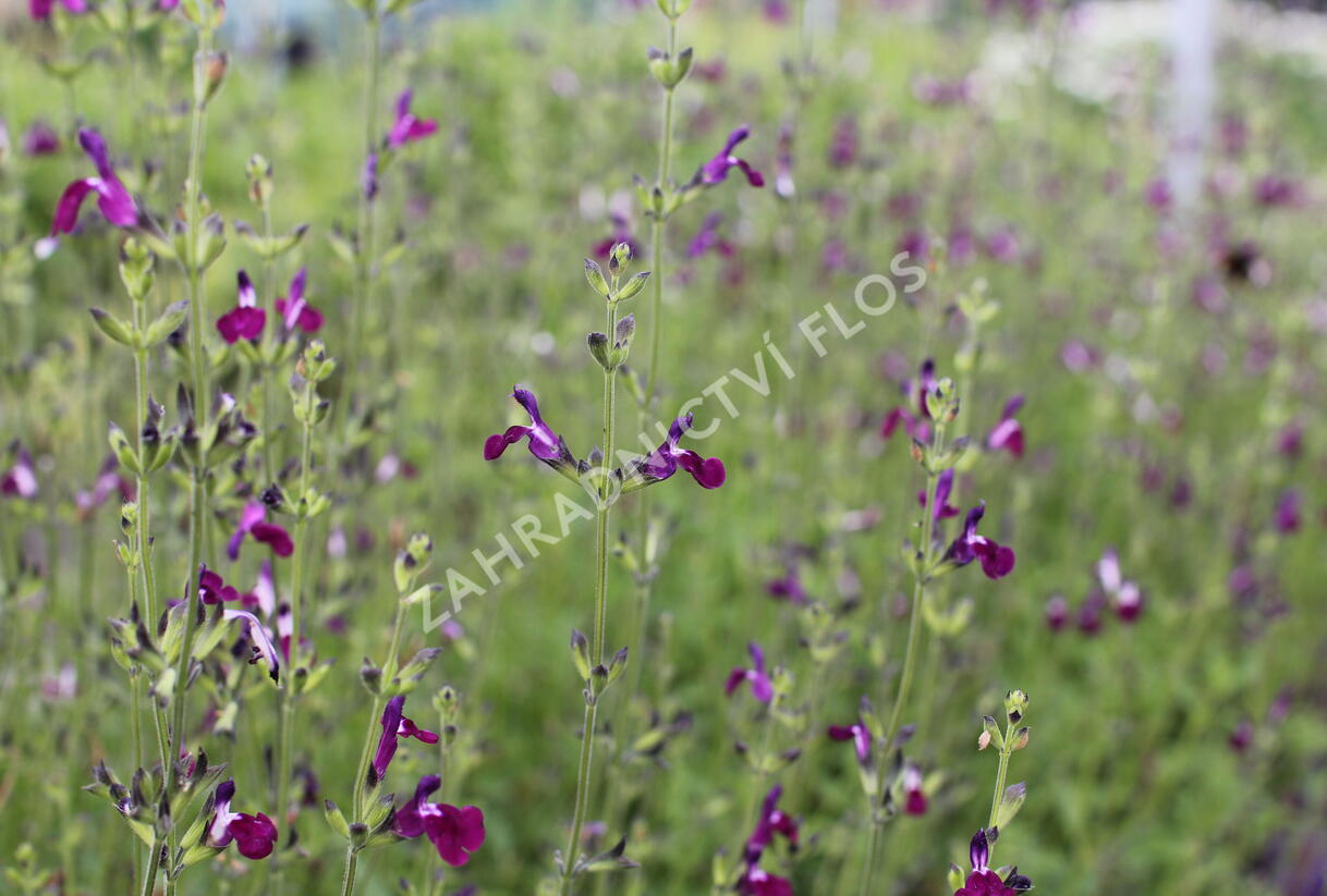 Šalvěj Greggova 'Amethyst Lips' - Salvia greggii 'Amethyst Lips'