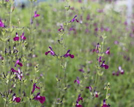 Šalvěj Greggova 'Amethyst Lips'